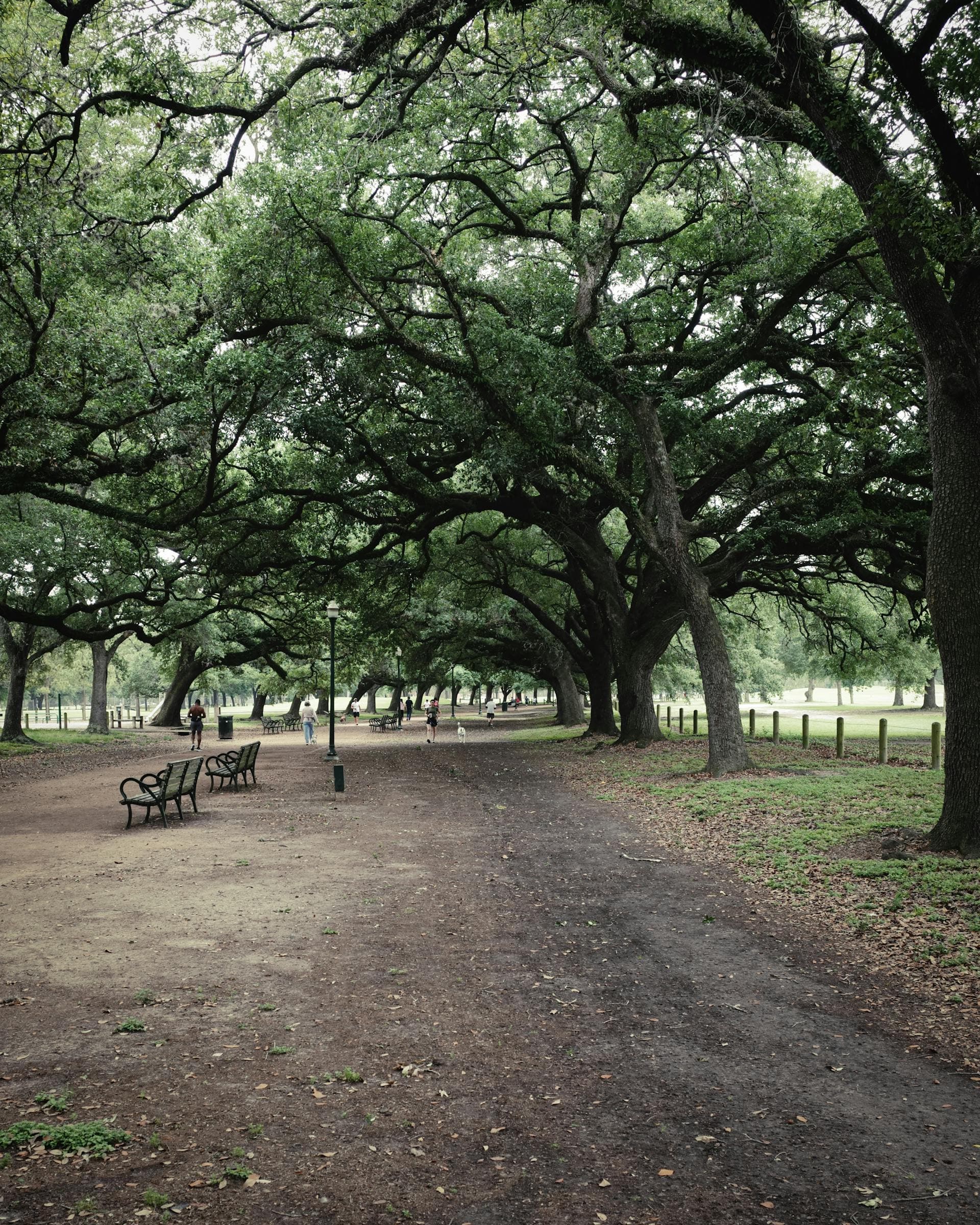 A quiet pathway shaded by live oak trees in Houston, Texas (houston-stay-near-texas-medical-center/hero)