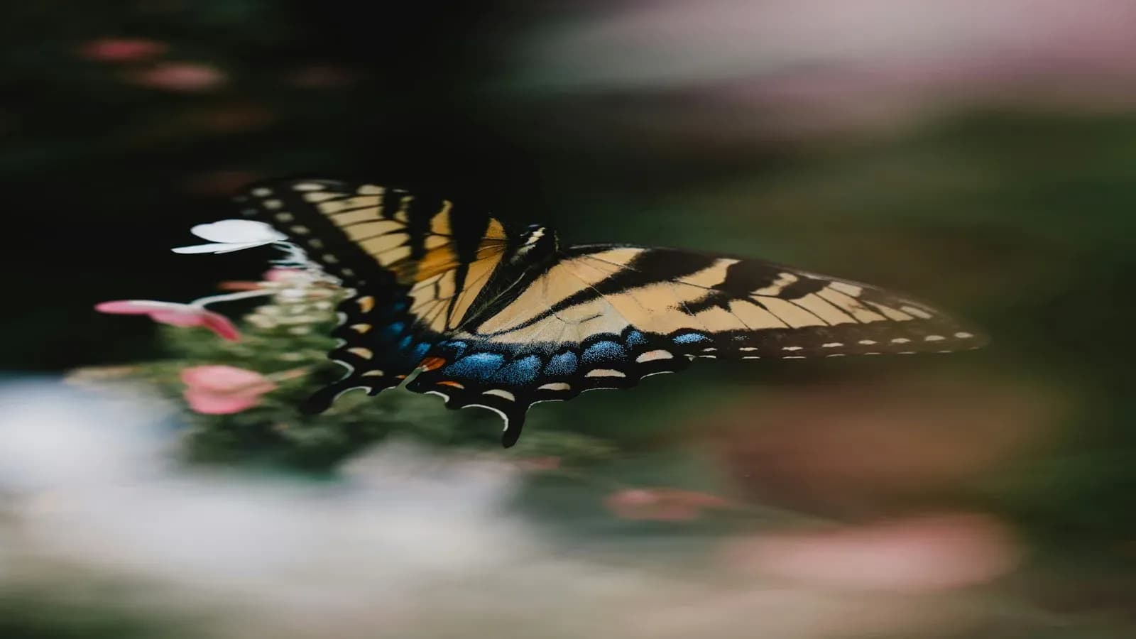 Butterfly World tropical aviary in Coconut Creek Florida