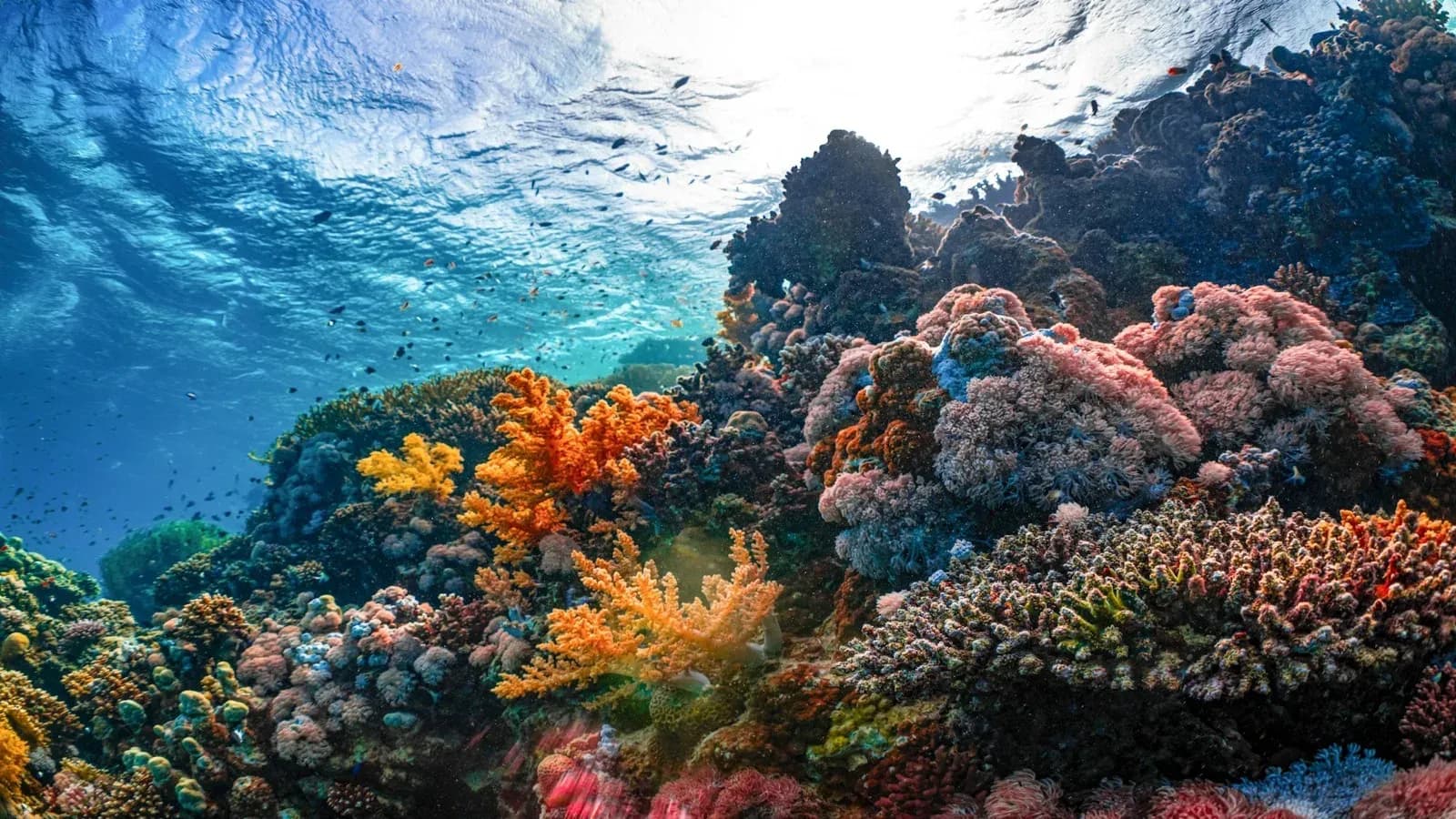 Snorkeling over coral reef near Pompano Beach Florida
